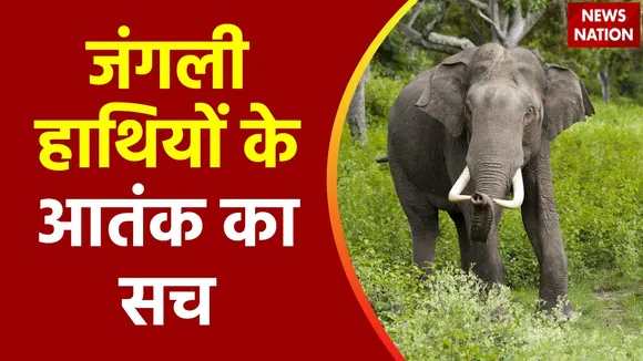 Lie Detector Test : क्या है हाहाकार मचाते हाथियों का पूरा सच?