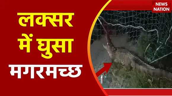 Uttarakhand News : Uttarakhand के लक्सर में मगरमच्छ घुसने से दहशत