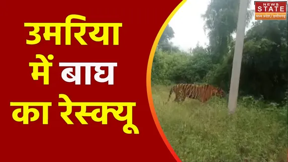 Madhya Pradesh News : Umaria में हाथियों की मदद से बाघ के रेस्क्यू में जुटी टीम
