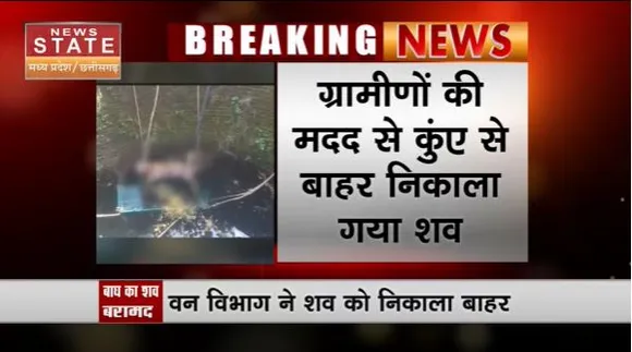 Madhya Pradesh News : Chhindwara में कुएं में तैरता दिखा बाघ का शव