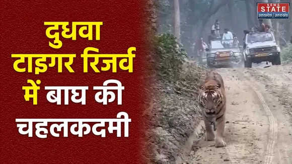 Uttar Pradesh : दुधवा टाइगर रिजर्व में सैलानियों को हुआ बाघ का दीदार