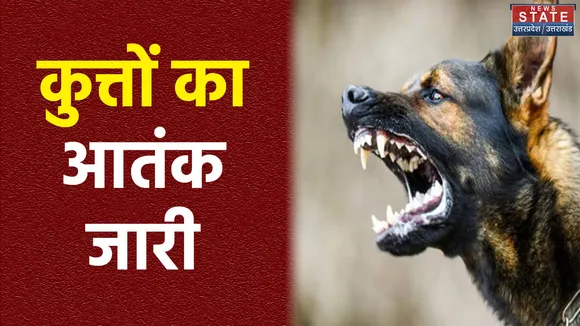 नोएडा में आवारा कुत्तों का आतंक बढ़ा, पिछले एक साल में 40 हजार काटने की घटनाएं दर्ज
