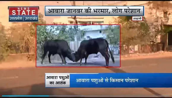 Uttarakhand News : Haldwani में आवारा जानवरों का आतंक