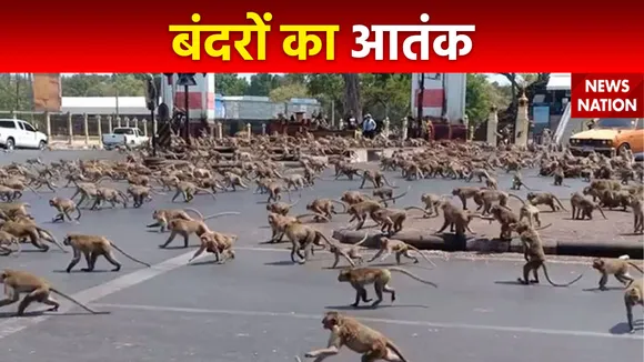 थाइलैंड के शहरों में बंदरों का आंतक जारी, लोगों के लिए परेशानी का सबब बन गए हैं ये जानवर