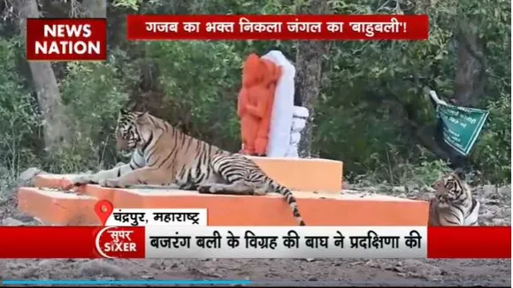 Super Sixer : Maharashtra के चंद्रपुर टाइगर सफारी में दिखा हनुमान भक्त बाघ
