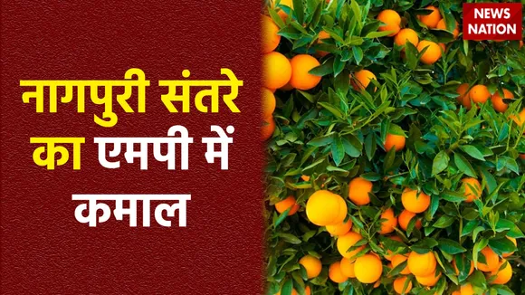 नागपुरा का संतरा अब एमपी के खंडवा में मचा रहा है धूम, दो किसानों ने खेती कर कायम की मिसाल