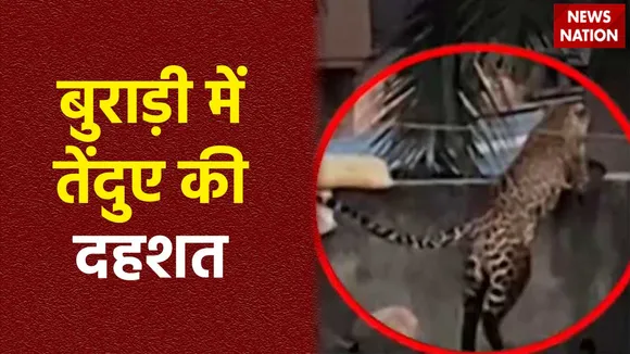 Delhi News : Delhi के बुराड़ी इलाके में तेंदुआ दिखने से दहशत