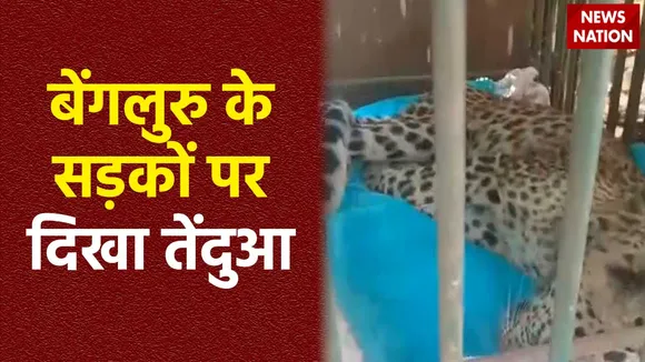 Leopard Seen in Bengaluru : Bengaluru में तेंदुए ने एक शख्स पर किया हमला