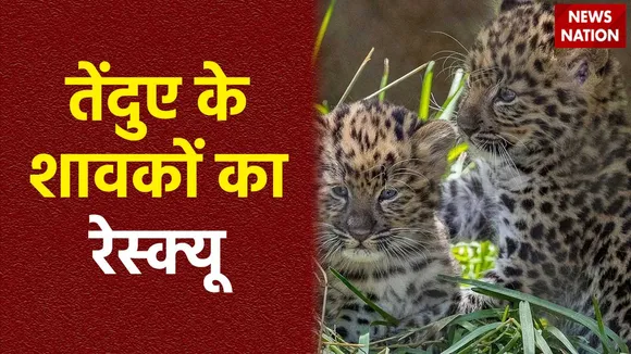 Leopard Cub rescued : MP के बड़वानी में तेंदुए के शावक का रेस्क्यू