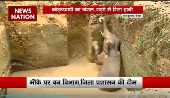elephant Ptuck in Pit : Kerala के एर्नाकुलम में पानी से भरे गड्ढे में गिरा हाथी