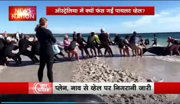 Pilot Whale Rescue : Australia के समुद्री तट पर फंसीं पायलट व्हेल