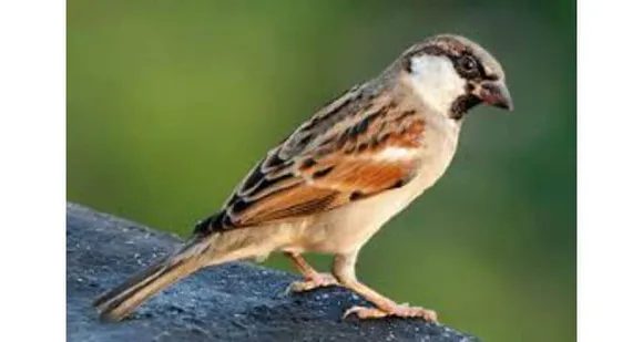 World Sparrow Day