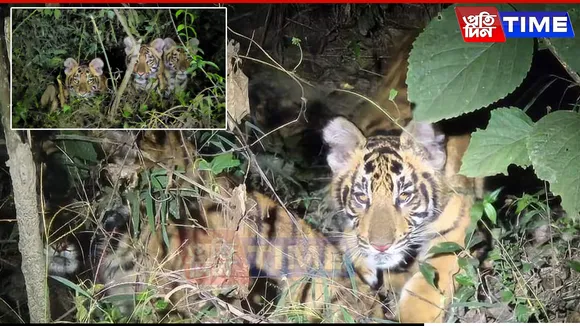 Tiger Population Soars in Manas National Park as Three Cubs Roam Freely