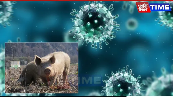  Swine Flu Outbreak in Sivasagar; Pork Trade, Transport Banned