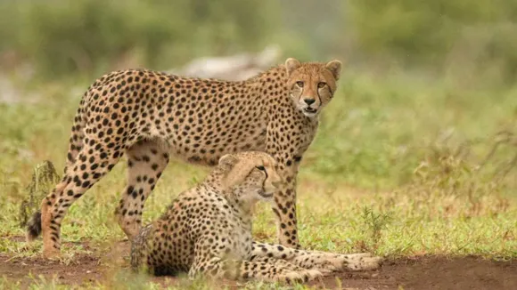 India celebrates International Cheetah Day