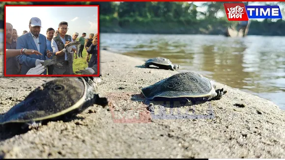 Kaziranga's Efforts to Save Critically Endangered Black Softshell Turtles