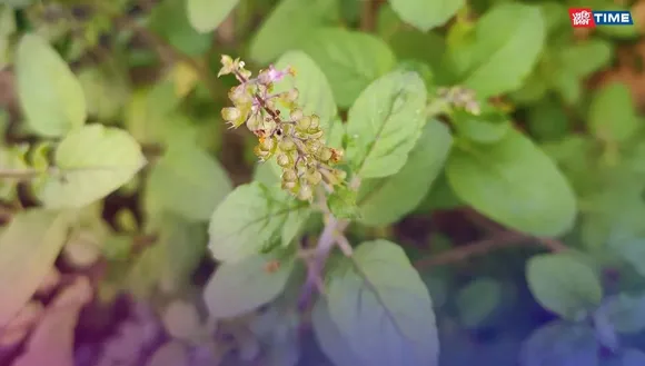 Tulsi Pujan Diwas Wishes, Quotes, and Captions