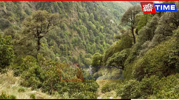 India's Green Cover Expands, Now Encompasses 25.17% of the Country