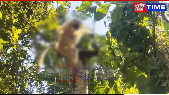 langur web