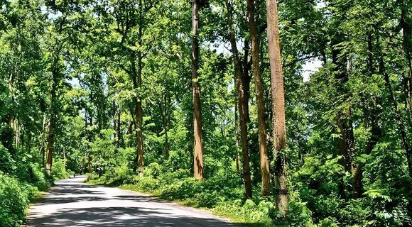 Assam's Forest Cover Declines by 83.92 Sq Km: ISFR 2023