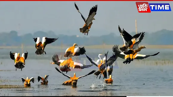 Asian Water Bird Census 2025 Records 12,245 Birds Across 105 Species at Deepor Beel