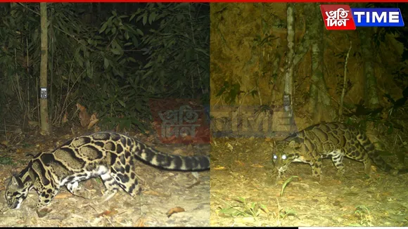 Assam Forest Minister Shares Rare Clouded Leopard Sighting from Dehing Patkai