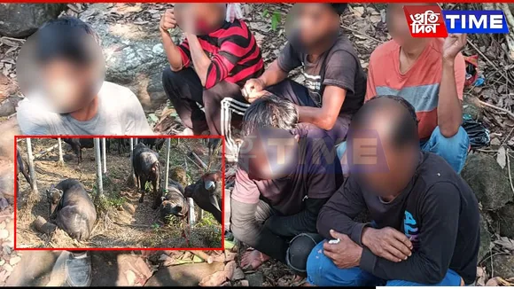 BSF Meghalaya Foils Cattle Smuggling Attempt, Five Apprehended
