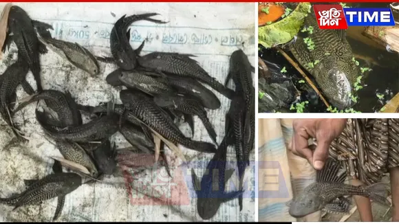 Rare Fish Species in Bega River Sparks Panic Among Mangaldoi Locals