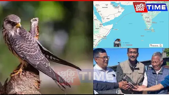 Unstoppable Amur Falcon ‘Chiuluan2’ Reaches India After 3,800-km Nonstop Flight, Heads to Northeast