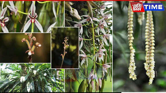 Kaziranga Orchid Survey Uncovers 70 Species, Highlights Rich Biodiversity