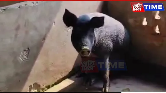 Barpeta Imposes Ban on Pig Trade After African Swine Fever Outbreak