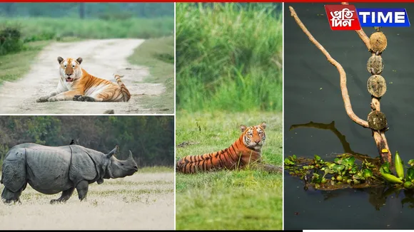 Kaziranga Roars with Record Tourist Footfall, Rises to India’s Top 3 Most Visited Parks