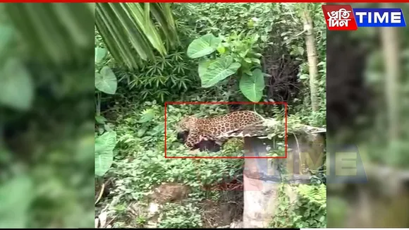 Leopard on the Loose Again in Guwahati’s Maligaon; Adingiri Residents Gripped by Fear