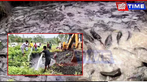 Assam Police Seize 23 Quintals of Banned 'Thai Magur' in Jagiroad