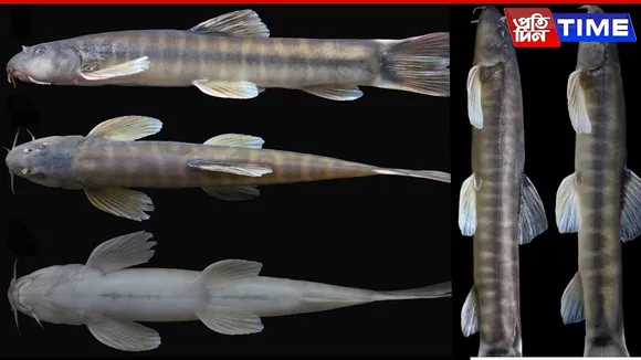 Gauhati University Team Discovers New Cave Fish in Meghalaya Depths