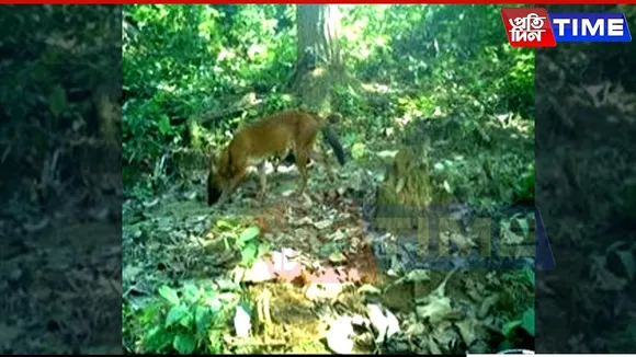 Endangered Dhole Spotted in Kaziranga After Years of Absence