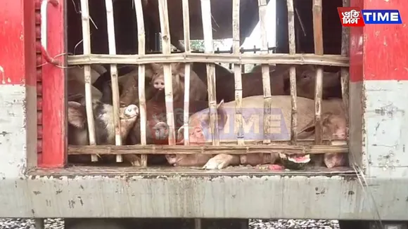 Illegal Pig Transport: Assam Govt Suspends Two Vets, Blocks Farmers’ Rail Protest