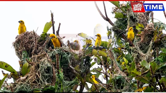 Kaziranga Releases First Scientific Survey of Grassland Birds, Finds Record Diversity