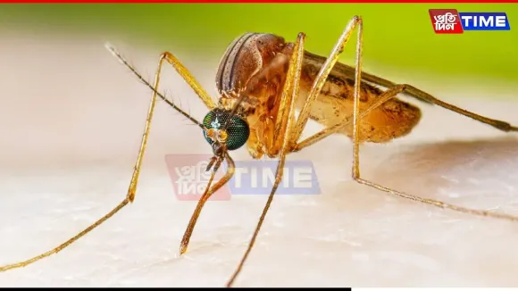Outbreak of Japanese Encephalitis Sparks Fear in Titabor Tea Estate