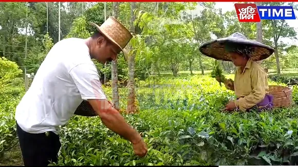 Plummeting Prices Push Over 2 Lakh Assam Tea Growers into Crisis