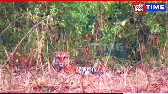 Tiger Sighting Thrills Tourists in Manas National Park’s Bansbari Range