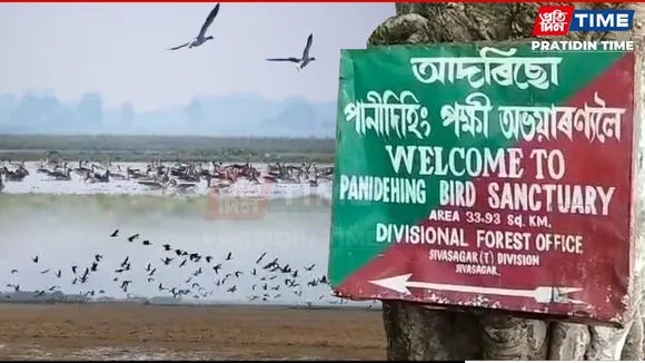 The Silent Killing of Panidehing Bird Sanctuary