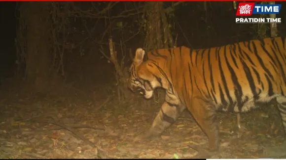 Assam: Dibru Saikhowa Reports First-Ever Royal Bengal Tiger Sighting