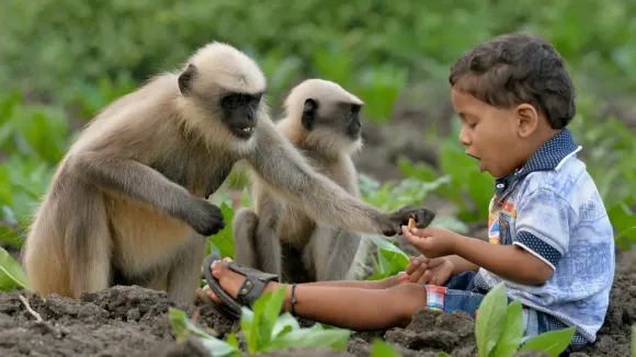 Chhattisgarh: Infant Narrowly Escapes Death After Monkey Attack