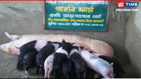 Assam government to compensate pig farmers for losses in African Swine Fever wave
