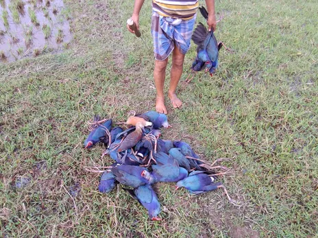 Carcasses Of Several Hundred Migratory Birds Found At Tripura Lake