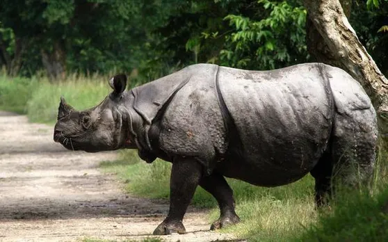 Rhino on Rampage in Majuli in Assam
