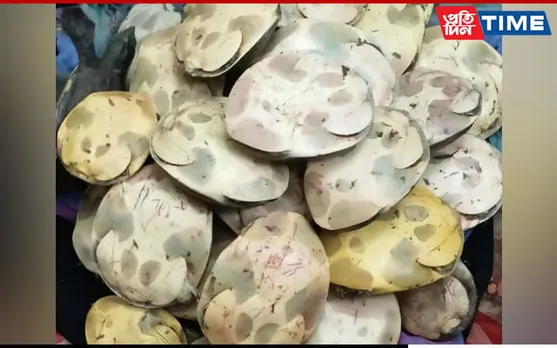 Huge Cache Of Unclaimed Live Turtles Recovered From Kamakhya Station