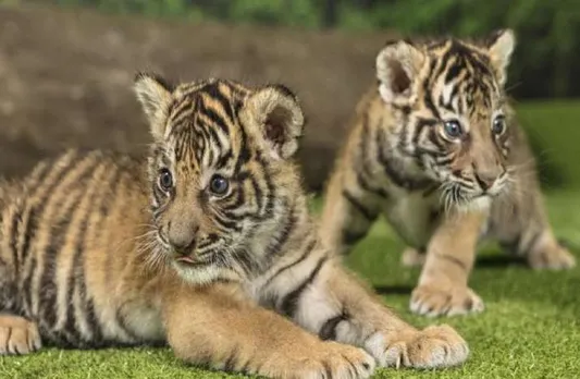 Royal Bengal Tigress In Assam Zoo Gives Birth To 2 Cubs, Tiger Population At 9