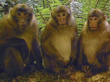 White Cheeked Macaque: New Primate Species Discovered In Arunachal
